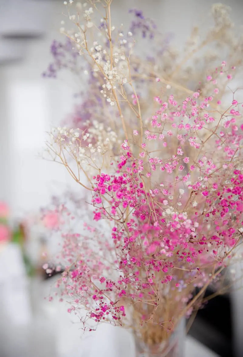 How to Get Rid of Cat Spray Smell – Effective Solutions for a Fresh Home - Project Scent LTD